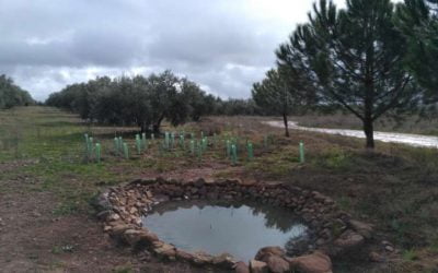 Creación de dos charcas en Castellar de Santiago (Ciudad Real)