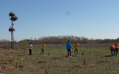 Reforestación en el Caserío del Henares con la Fundación Deporte y Desafío y la Fundación Prosegur