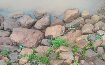 Seguimiento de las charcas en Castellar de Santiago (Ciudad Real)
