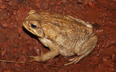 Custodia del Territorio – Tercera entrega del proyecto de Creación de charcas para anfibios