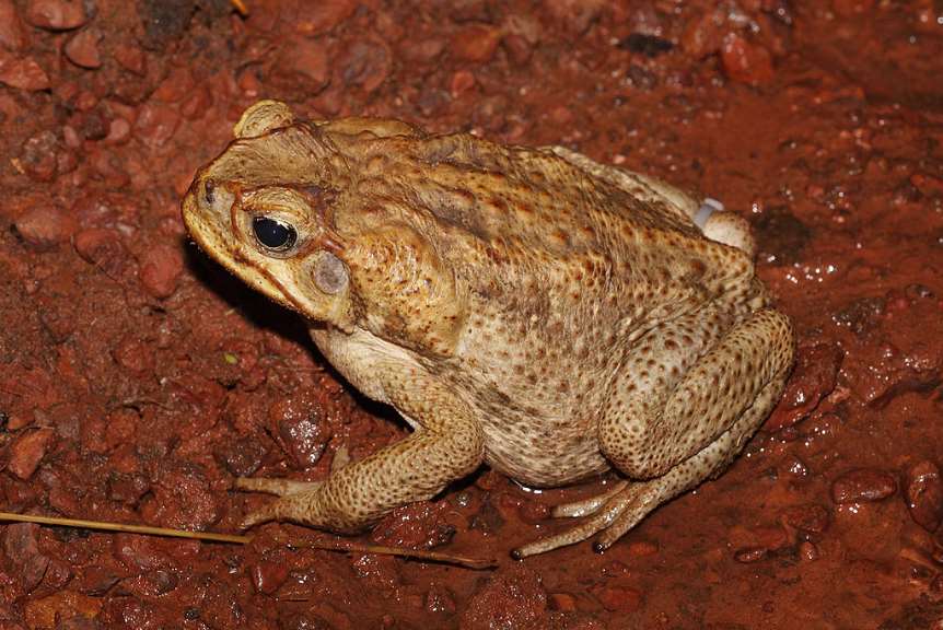 Sapo de la caña. Foto: Wikipedia