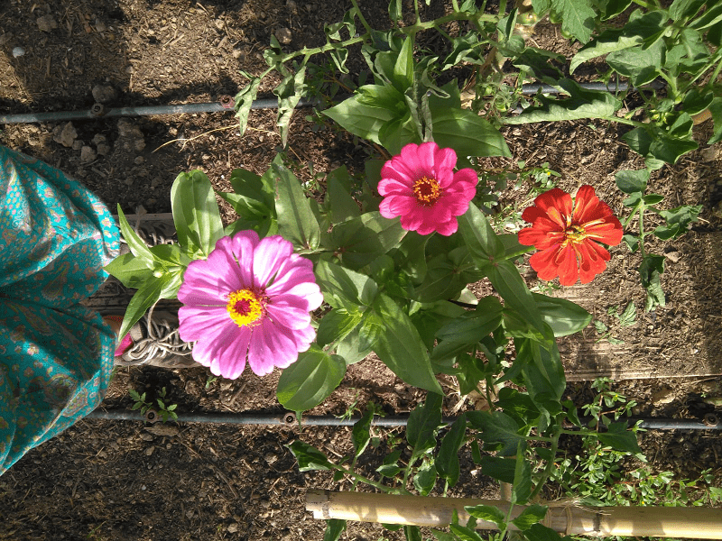 Te esperamos en la escuela de empleo La Noria sobre agroecología y huertos urbanos