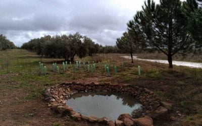 Construcción de charcas para anfibios – Sexta entrega del proyecto de Creación de charcas para anfibios