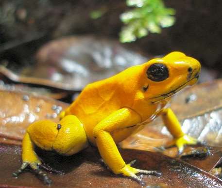 Phyllobates terribilis. Fuente: wikifauna