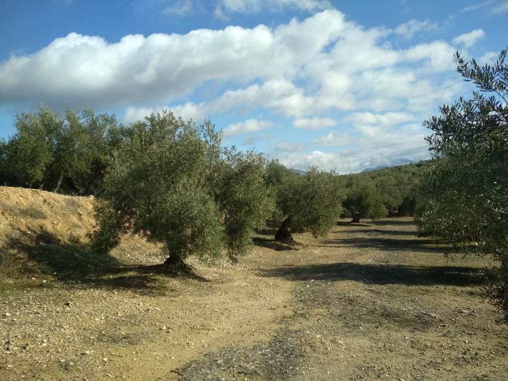 Fomento de la biodiversidad en olivares