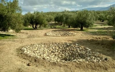 Ecoherencia construye dos charcas para anfibios y planta 120 árboles en Mancha Real (Jaén)