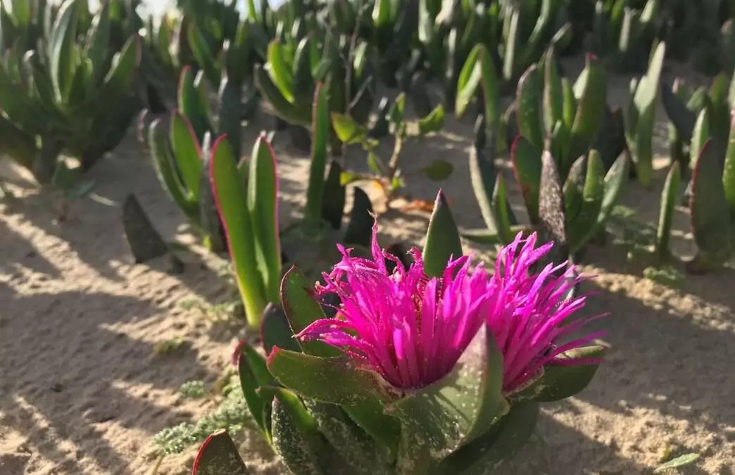 Eliminación de 1624 kg de Carpobrotus gracias a la participación ciudadana en el parque de Los Toruños