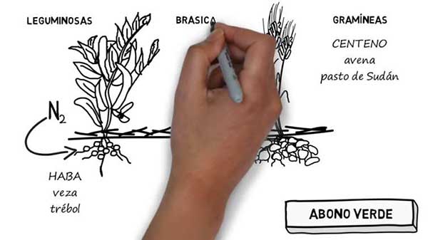 Plantas Multifuncionales: estratégicas para la mejora de nuestros suelos