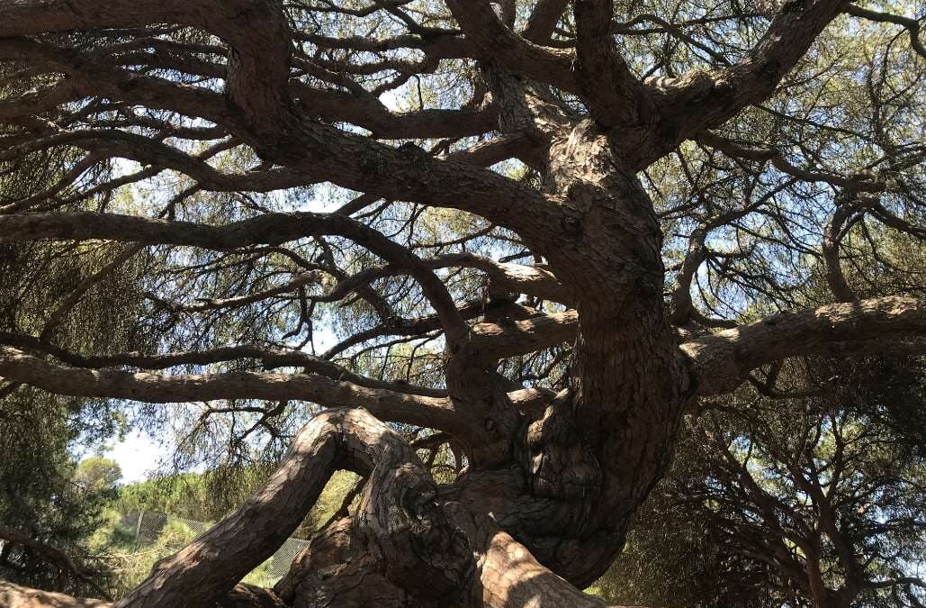 Participa en nuestro programa de voluntariado en el Espacio Natural de Doñana