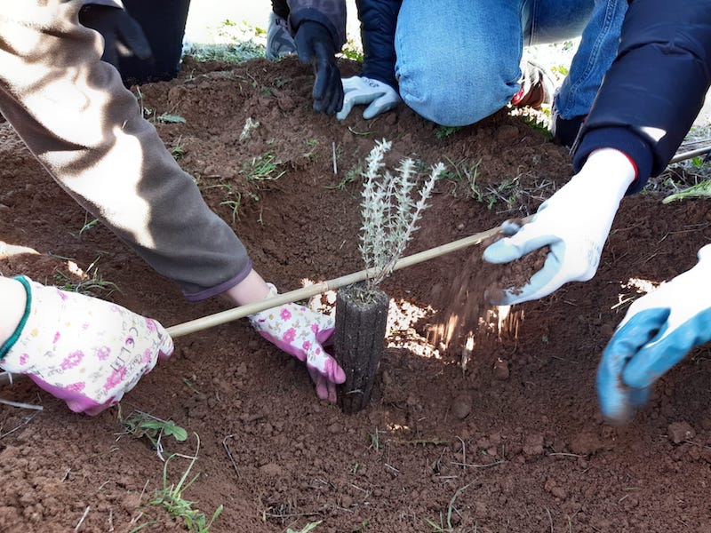 Ecoherencia, sembrando resilencia