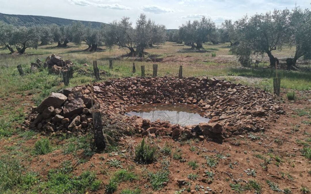 Los olivares de Campo de Montiel mejorarán su producción gracias a la biodiversidad