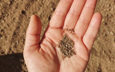 Sembrando territorio ayuda a recaudar más de 12 000 € a tres proyectos agroecológicos de la provincia de Málaga